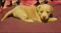 Emily "Sable/EE Red", a female Border Collie for sale in Cape Girardeau, MO – 10 of 10