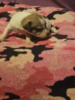 Diane, a female Chihuahua for sale in Cape Girardeau, MO – 7 of 10