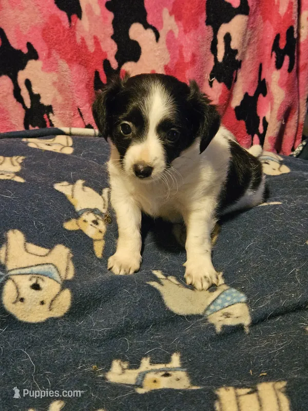 Price (T-Cup) – Chihuahua puppy for sale in Cape Girardeau, MO