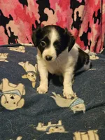 Price (T-Cup), a female Chihuahua for sale in Cape Girardeau, MO – 1 of 10