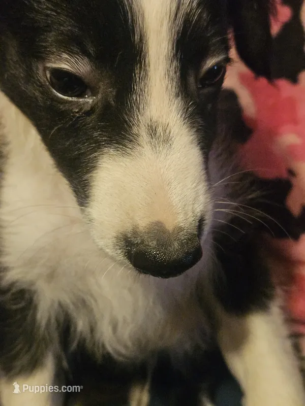 Noddy (Mini; Call-Text) – Border Collie puppy for sale in Cape Girardeau, MO