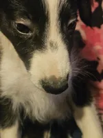 Noddy (Mini; Call-Text), a male Border Collie for sale in Cape Girardeau, MO – 1 of 10