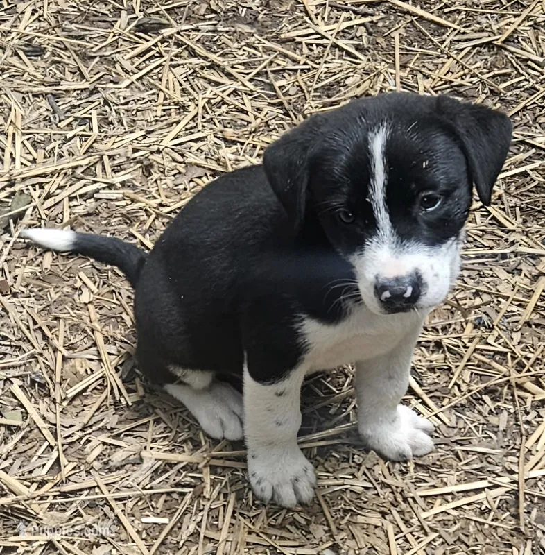 Bo (Call-Text) – Border Collie puppy for sale in Cape Girardeau, MO
