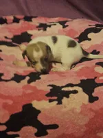 Diane, a female Chihuahua for sale in Cape Girardeau, MO – 3 of 10