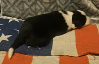 Franney, a female Border Collie for sale in Cape Girardeau, MO – 10 of 10