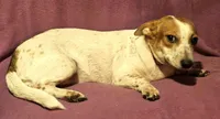 Princess (Trained/Call-Text), a female Chihuahua for sale in Cape Girardeau, MO – 8 of 10