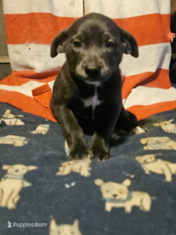 Filly (Lilac Blue Color & Blue Eyes) – Border Collie puppy for sale in Cape Girardeau, MO