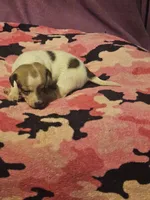 Diane, a female Chihuahua for sale in Cape Girardeau, MO – 6 of 10