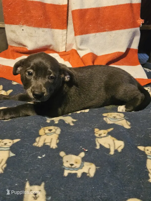 Filly (Lilac Blue Color & Blue Eyes) – Border Collie puppy for sale in Cape Girardeau, MO