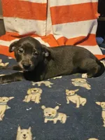 Filly (Lilac Blue Color), a female Border Collie for sale in Cape Girardeau, MO – 3 of 10