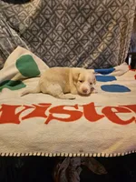 Emily "EE Red", a female Border Collie for sale in Cape Girardeau, MO – 9 of 10