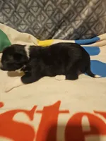 Misty (T-Cup), a female Chihuahua for sale in Cape Girardeau, MO – 2 of 10