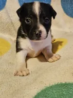 Checker (T-Cup, Call-Text), a male Chihuahua for sale in Cape Girardeau, MO – 3 of 10