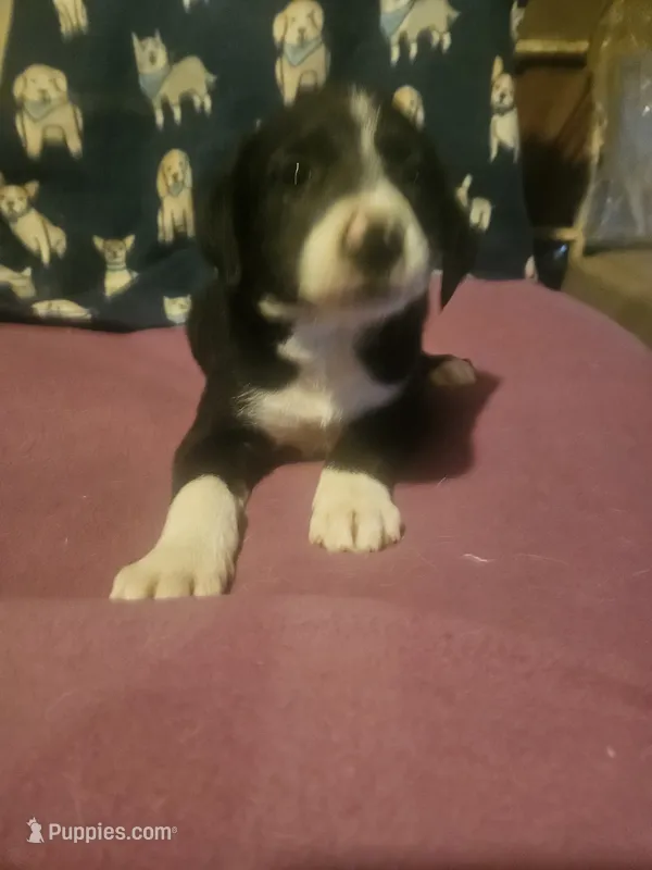 GiGi (Call-Text) – Border Collie puppy for sale in Cape Girardeau, MO