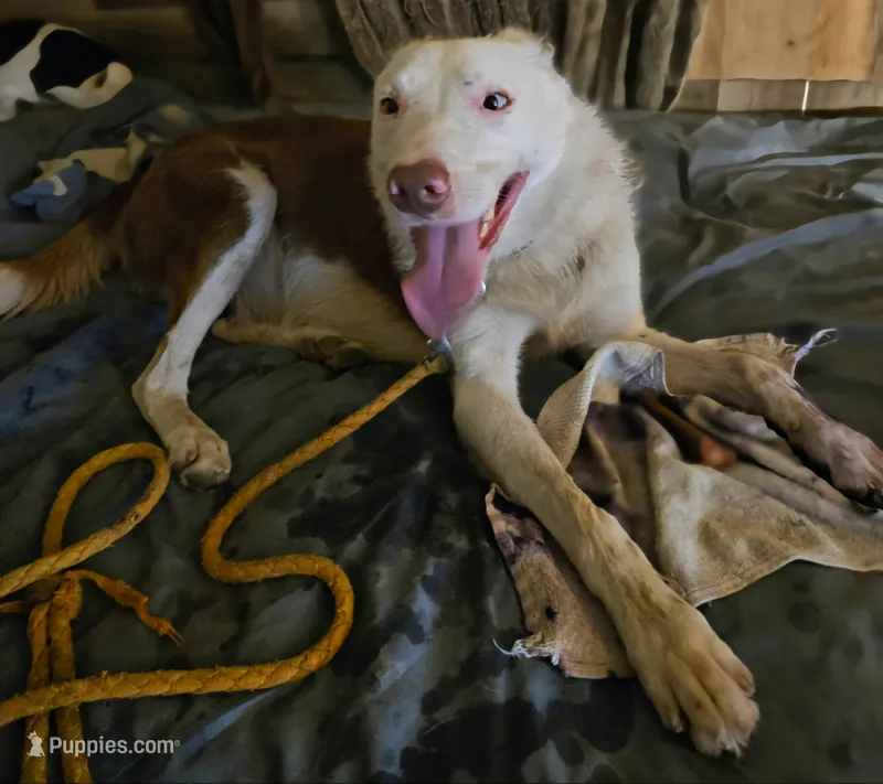 Zinny – Border Collie puppy for sale in Cape Girardeau, MO