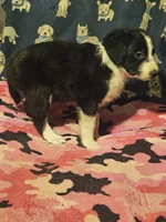 Noddy (Teddy Bear Chihuahua), a male Chihuahua for sale in Cape Girardeau, MO – 7 of 10
