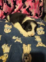 Jay, a male Border Collie for sale in Cape Girardeau, MO – 2 of 10