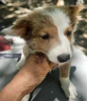 Suzy (Blue Eyes), a female Border Collie for sale in Cape Girardeau, MO – 4 of 5