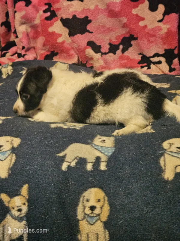 Price (T-Cup) – Chihuahua puppy for sale in Cape Girardeau, MO