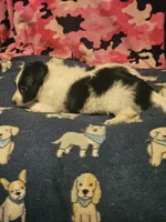 Price (Teddy Bear Chihuahua), a female Chihuahua for sale in Cape Girardeau, MO – 3 of 10