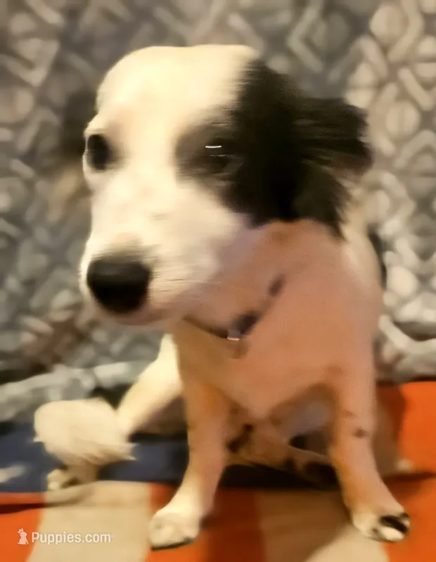 Elmo (Trained) – Chihuahua puppy for sale in Cape Girardeau, MO