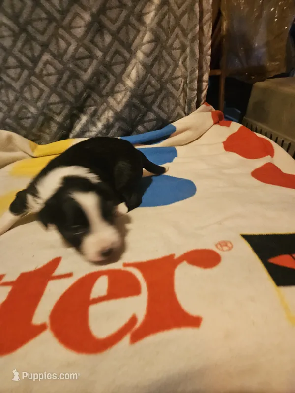 Noddy (T-Cup) – Chihuahua puppy for sale in Cape Girardeau, MO