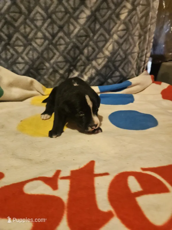 Girly – Border Collie puppy for sale in Cape Girardeau, MO