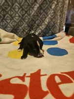 Girly, a female Border Collie for sale in Cape Girardeau, MO – 6 of 10