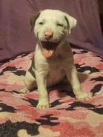 Suzy (Call-Text), a female Border Collie for sale in Cape Girardeau, MO – 10 of 10