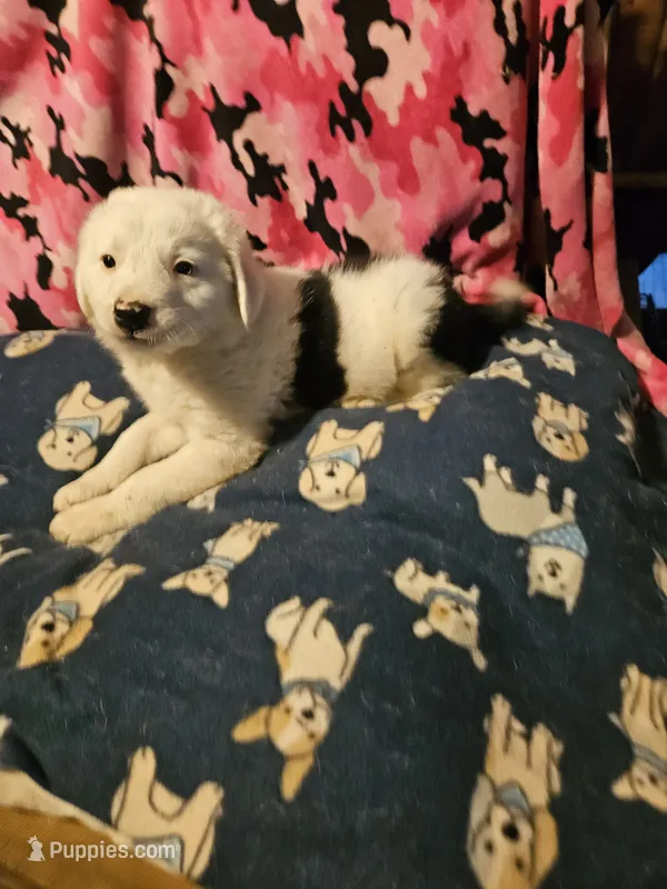 Inman (Blue Eyes!) – Border Collie puppy for sale in Cape Girardeau, MO
