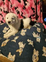 Inman (Blueish Eyes!), a male Border Collie for sale in Cape Girardeau, MO – 4 of 10