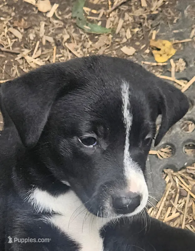 Girly (Call-Text) – Border Collie puppy for sale in Cape Girardeau, MO