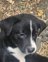 Girly (Call-Text), a female Border Collie for sale in Cape Girardeau, MO – 1 of 10