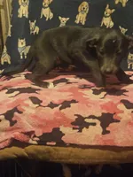 Filly (Lilac Blue Color & Blue Eyes), a female Border Collie for sale in Cape Girardeau, MO – 10 of 10