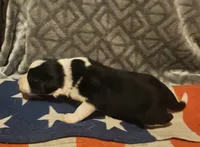 Franney, a female Border Collie for sale in Cape Girardeau, MO – 1 of 10