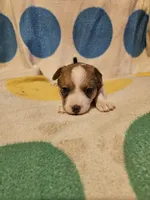 Frari (T-Cup, Call-Text), a female Chihuahua for sale in Cape Girardeau, MO – 2 of 10