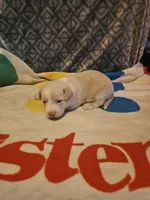 Emily "EE Red", a female Border Collie for sale in Cape Girardeau, MO – 3 of 10