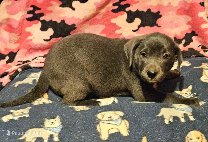 Filly "Lilac: – Border Collie puppy for sale in Cape Girardeau, MO