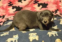 Filly (Lilac Color), a female Border Collie for sale in Cape Girardeau, MO – 4 of 9