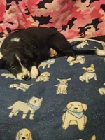 GiGi (Call-Text), a female Border Collie for sale in Cape Girardeau, MO – 9 of 10