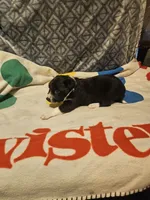Misty (T-Cup), a female Chihuahua for sale in Cape Girardeau, MO – 9 of 10