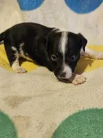 Checker (T-Cup, Call-Text), a male Chihuahua for sale in Cape Girardeau, MO – 7 of 10