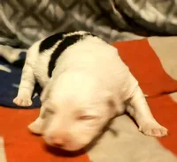 Inman, a male Border Collie for sale in Cape Girardeau, MO – 7 of 10