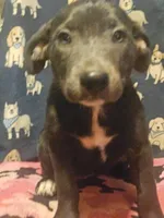 Filly (Lilac Blue Color & Blue Eyes), a female Border Collie for sale in Cape Girardeau, MO – 7 of 10