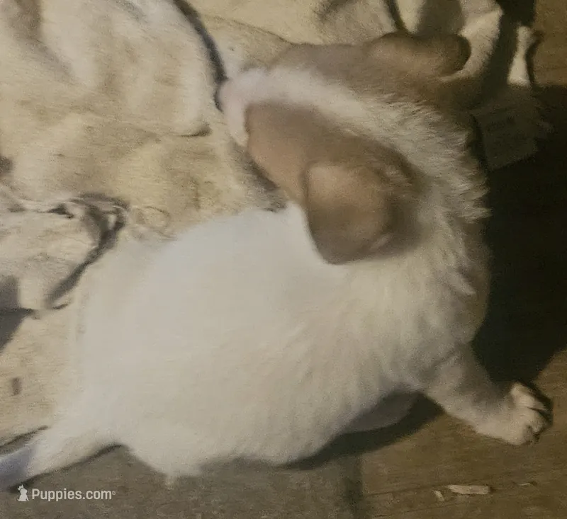 Charlie (T-Cup, Call-Text) – Chihuahua puppy for sale in Cape Girardeau, MO