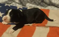 GiGi (Call-Text), a female Border Collie for sale in Cape Girardeau, MO – 2 of 10