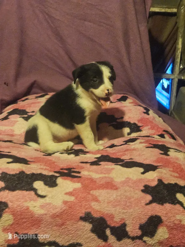 Tia (Call-Text) – Border Collie puppy for sale in Cape Girardeau, MO