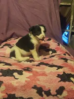 Tia (Call-Text), a female Border Collie for sale in Cape Girardeau, MO – 1 of 10