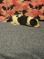 Tia, a female Border Collie for sale in Cape Girardeau, MO – 2 of 10
