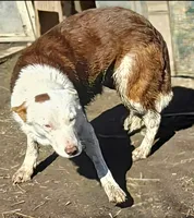 Zinny, a male Border Collie for sale in Cape Girardeau, MO – 3 of 3